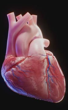 نوار قلب چیست؟ راهنمای کامل نوار قلب، نحوه انجام، کاربردها و تفسیر نتایج